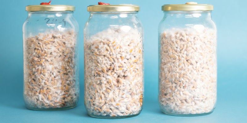 Qu Es El Micelio Para Cultivar Hongos Y C mo Se Crea qu-es-el-micelio-para-cultivar-hongos-y-c-mo-se-crea